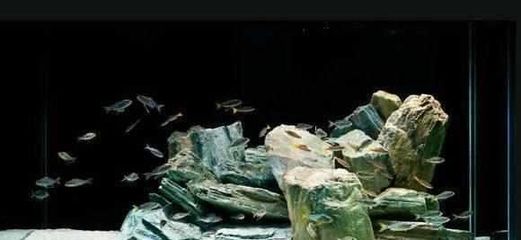 棗陽市鴻川水族館 水族用品與日用雜品的完美結合